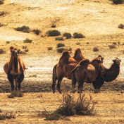 Profile Picture of Pleasantc Ugorji (@user-uo2up2nu6i) on Youtube