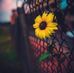 Profile Picture of Yolanda Basurto (@yolanda.basurto.7712) on Facebook