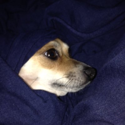 Profile Picture of Matthew Hinojos (@LuNyTautEwe8640) on Twitter
