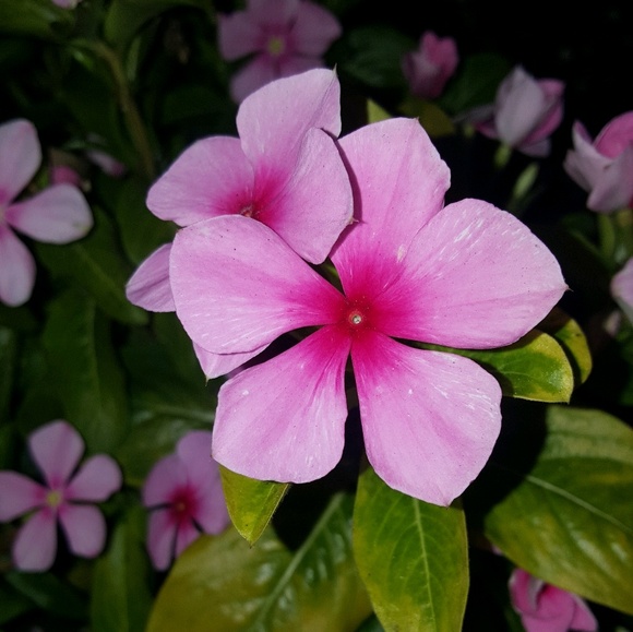 Profile Picture of Calyee Lugo (@calyeelugo) on Poshmark