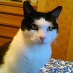 Profile Picture of ADAM HEWETT (@folkestones.finest) on Instagram