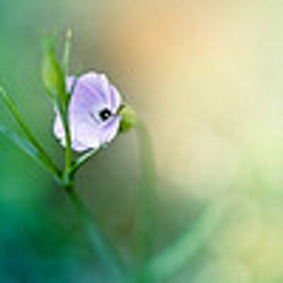Profile Picture of Sylvia Joan Richards (@SylviaJoanRicha) on Twitter