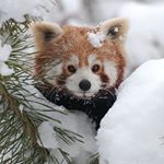 Profile Picture of Michael Gysel (@mihi_zoo) on Instagram