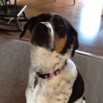 Profile Picture of Naomi (@beagle_pointers04) on Instagram