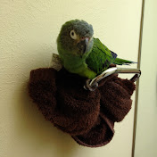 Profile Picture of Neil “zippynk” Kimmelman (@neilkimmelman3000) on Youtube