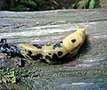 Profile Picture of Pacific Banana Slugon Wikipedia