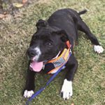 Profile Picture of Toby Joyce (@toby.the.staffy) on Instagram