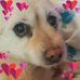 Profile Picture of Lacey Triplett (Lacey Triplett) (@umbreon.triplett) on Facebook
