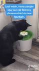 Profile Picture of   This cat...those puppies.... (@hamminals) on Tiktok