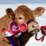 Profile Picture of Paul Rainey (@claragh.limousins) on Instagram