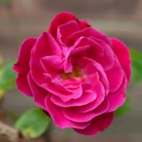 Profile Picture of Vicki Cummings (@vicki-cummings-2) on Quora