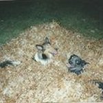 Profile Picture of Steve McKelvey (@sportbikecat) on Instagram