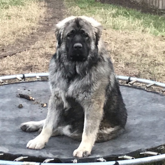 Profile Picture of Irina Rebollar (@rebollar1989) on Poshmark