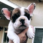 Profile Picture of Steve Hoang (@steve_hoangg) on Instagram
