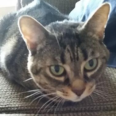 Profile Picture of Mitchell Mclean (@Mitch_teh_mofo) on Twitter