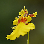 Profile Picture of Eric (@eric lau w) on Flickr