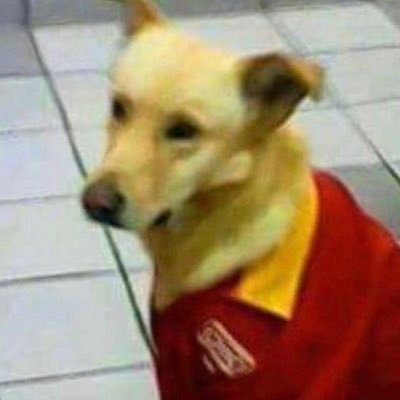 Profile Picture of Steve (@PerroDelOxxo) on Twitter