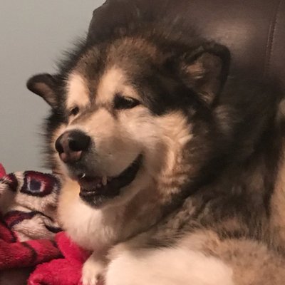 Profile Picture of Karen Anstey (@ksnow51) on Twitter