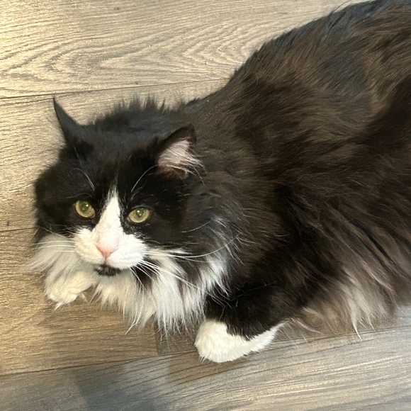 Aurora Semidey - Poshmark Profile Picture of Aurora Semidey (@semideyaurora) on Poshmark