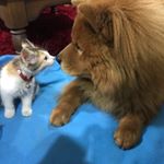 Profile Picture of León Shin Segovia 🦁 (@leon_shin.chowchow.cata.jofi) on Instagram