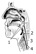 Profile Picture of Laryngopharyngeal refluxon Wikipedia