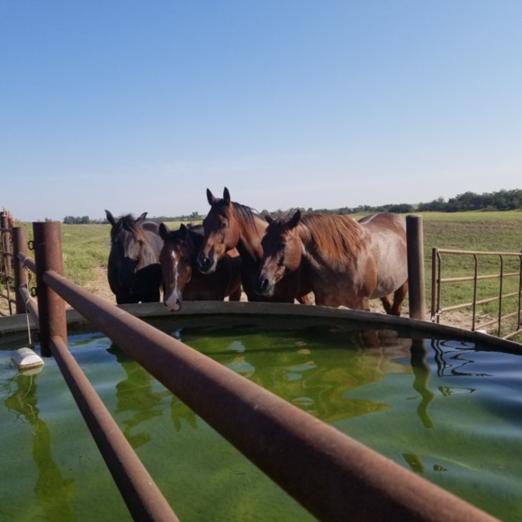 Profile Picture of Cheryl Remmers (@cherbear454) on Poshmark