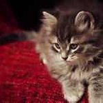 Jojo Lough - Instagram Profile Picture of Jojo Lough (@toddburktoddburk) on Instagram