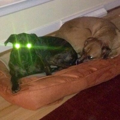 Profile Picture of Richard Palumbo (@palumbra) on Twitter