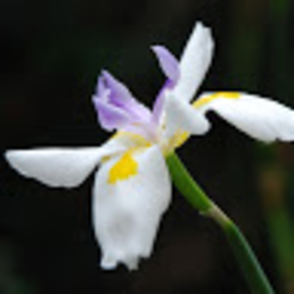 Profile Picture of Jeanne Minetree (@jminetree) on Poshmark