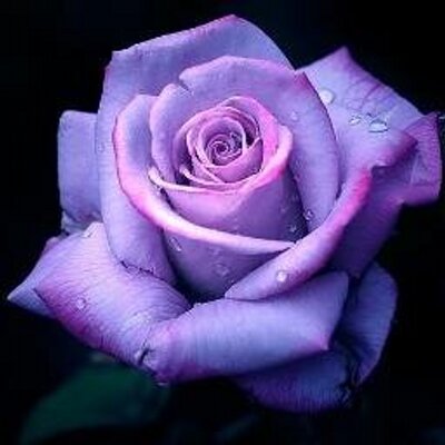 Profile Picture of Alexandra Sherman (@asherman716) on Twitter