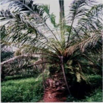 Profile Picture of Martina Stevenson (@MartinaSteven19) on Twitter