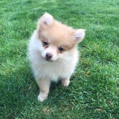 Profile Picture of Lucas Ledoux (@lucasledoux_) on Twitter