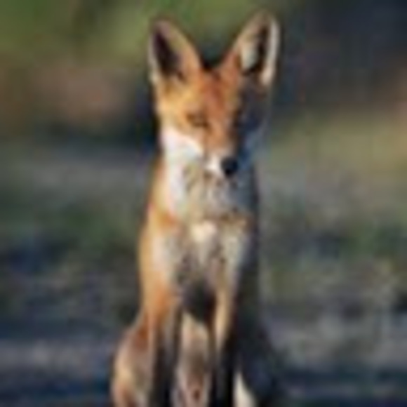 Profile Picture of Benjamin and amber Fox (@abcngfox) on Poshmark