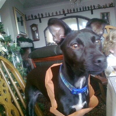 Profile Picture of David Blewitt (@blewtweet) on Twitter