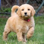 Profile Picture of Drew Limberopoulos (@goldendoodle_puppys2017) on Instagram