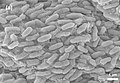 Profile Picture of Duganella saccharion Wikipedia