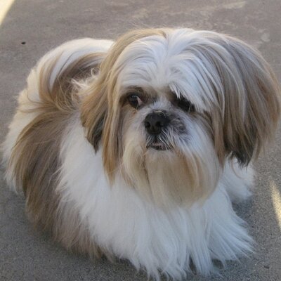 Profile Picture of Emily Chou (@echou326) on Twitter