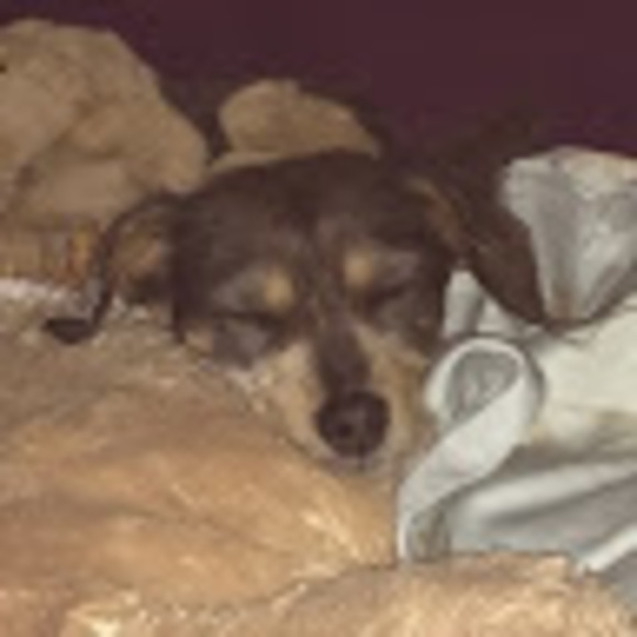 Profile Picture of Annie Moore (@anniemoore361) on Poshmark