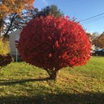 Profile Picture of Nancy Cordeiro (@grandma_soder) on Instagram