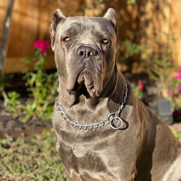 Profile Picture of Nick Silmon (@nick2267) on Poshmark