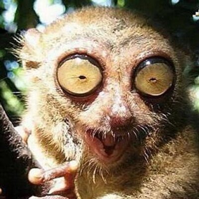 Profile Picture of Dominic Holmes (@mastermushu) on Twitter