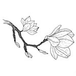 Profile Picture of Izzy Brookes 🌸 (@bizzybeetattoos) on Instagram