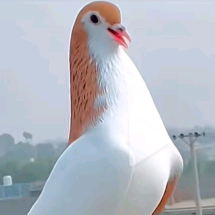 Profile Picture of Muhammad Jelani Baloch (@muhammad.jelani.b) on Tiktok