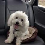 Profile Picture of Lisa Mortelliti (@lisamortelliti) on Instagram