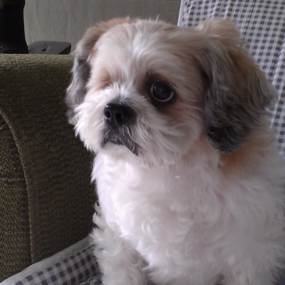 Profile Picture of Eric Tu (@erictu1965) on Twitter