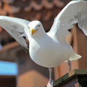 Profile Picture of Amna Kamal (@MsGravity009) on Youtube