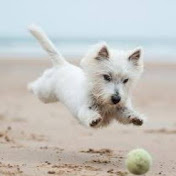 Profile Picture of JULIO MENA (@juliomena7569) on Youtube