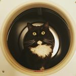 Profile Picture of Nekotani (@nekotani13) on Instagram
