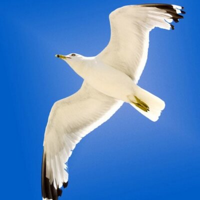 Profile Picture of Francois Bouchard (@Frankoma) on Twitter