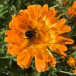 Profile Picture of Shirley Cates (@the.spirited.gardener) on Instagram